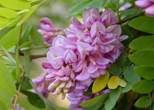 Robinia pseudoacacia -Black Locust robinia - Acacia rosa