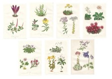 Stampe antiche FIORI di
