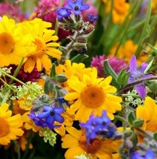 70000x Tubinga Miscela per Api