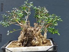 Bonsai olivastro 50x40cm - bonsai, in