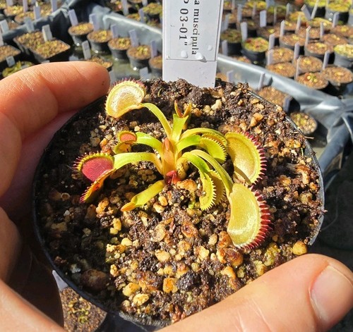Dionaea muscipula bcp 01 - 03, 01"