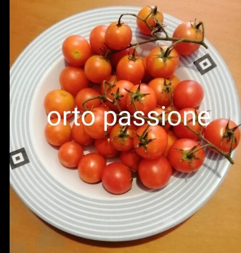Semi pomodoro ciliegino - semi,