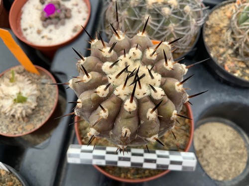 113 copiapoa cinerea san - cinerea,
