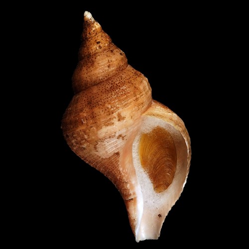 Buccinoidea 0561 neptunea - buccinoidea-0561,