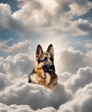 2 adesivi auto cane pastore