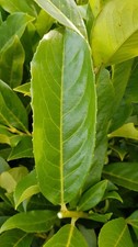 Prunus laurocerasus caucasica - prunus, 'caucasica