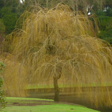 Salix alba subsp. tristis -  -