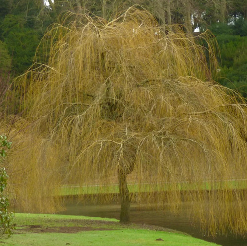 Salix alba subsp tristis - alba,