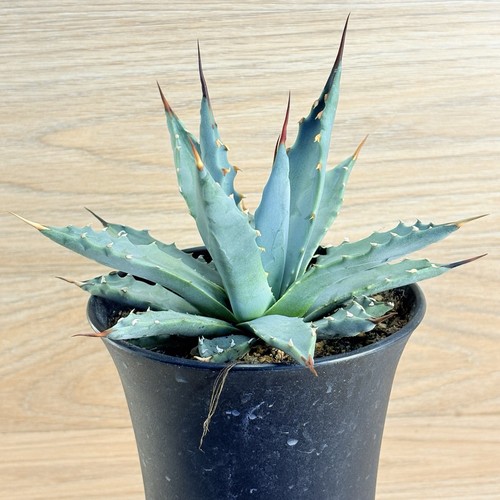 Agave utahensis pot - utahensis,
