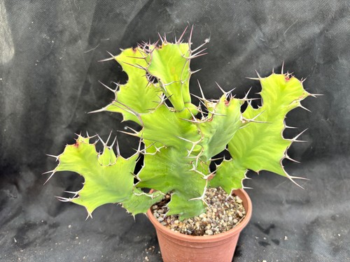 Euphorbia grandicornis vivaio - grandicornis,