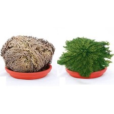 ROSA DI JERICHO 9 PIANTE jerico gericho gerico salaginella lwpidophylla deserto