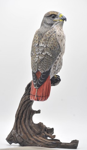 Falco coda rossa mezza misura