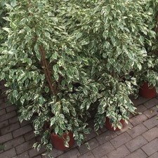 Ficus Benjamin variegato