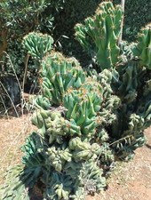 CACTUS Cereus Peruviano