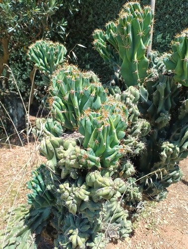 Cactus cereus peruviano - cactus,