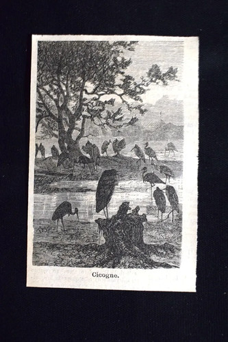 Cicogne incisione del - cicogne, 1885