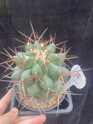 Pianta succulenta thelocactus - pianta,