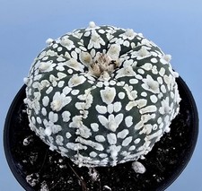 Astrophytum Asterias Super