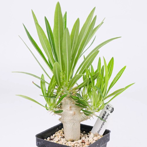 Pianta cactus caudex - cactus, 3-3,5