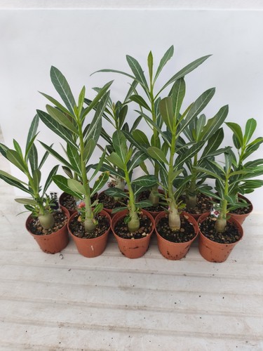 Adenium obesum rosa del - adenium,