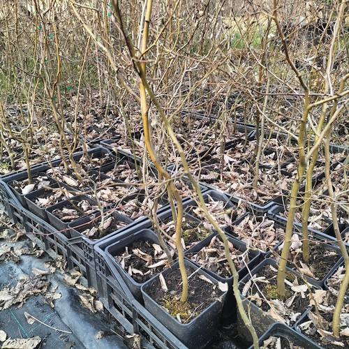 Carpino bianco betulus - betulus, h