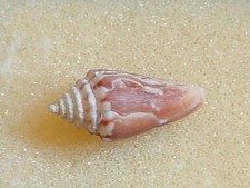 Conchiglia Shell CONUS