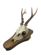   Trofeo Originale Corna Di Capriolo Con Scudo In Legno 