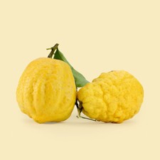 Pianta di Cedro Citrus Medica