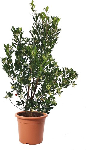 Arbutus unedo corbezzolo - arbutus,