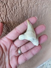 Fossili * DENTE DI SQUALO