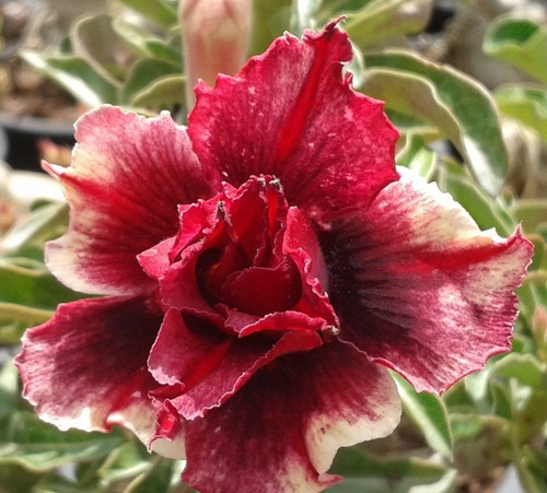 Rosa del deserto adenium - rosa,