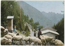 ZONE - BRESCIA - NELLA PINETA