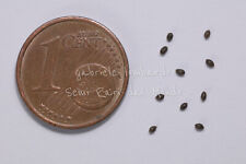 NINFEA MIX - NYMPHAEA, 10 SEMI