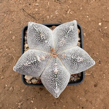 ASTROPHYTUM MYRIOSTIGMA CV