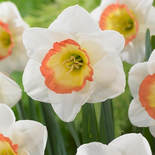 Narcisi bulbi fiori - narcisi, di