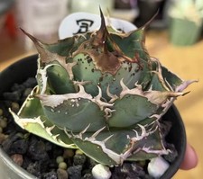 Raro Cactus Agave titanota