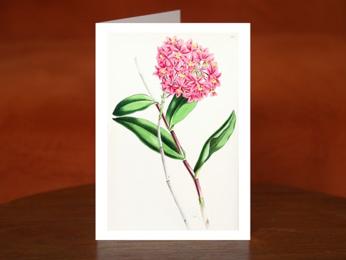 Epidendrum secondum dalla - epidendrum,