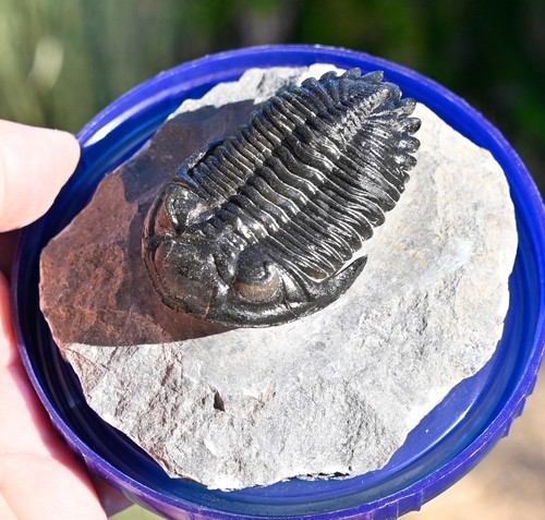 Fossile trilobite ben - fossile,