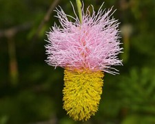 Dichrostachys cinerea, Lanterna Albero di Natale, Falce Rara - 5 Sementi