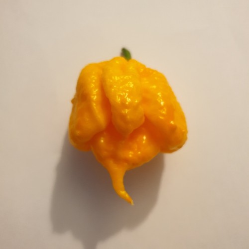 Semi peperoncino - 20, di
