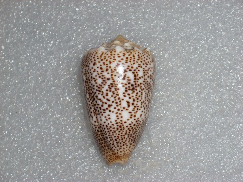 Conus arenatus monster - conus,