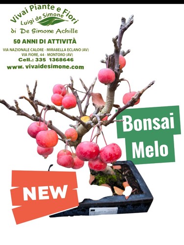 Bonsai melo - di,
