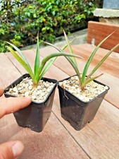 Yucca Carnerosana Giant spanish dagger rare resistente freddo cactus succulent  