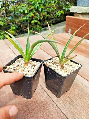 Yucca carnerosana giant - yucca,