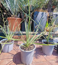 Dasylirion WHEELERI desert spoon SOTOL cactus succulent MESSICO