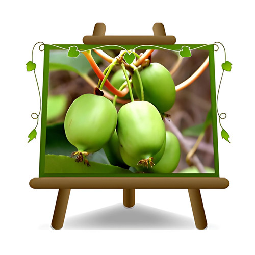 Actinidia kiwi arguta issai - arguta, su