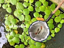 2 Acquario Piccola Betta Fish