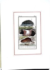 Stampa antiche epoca 800 - stampa,