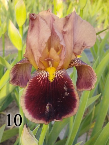 Rizomi iris germanica - 5,