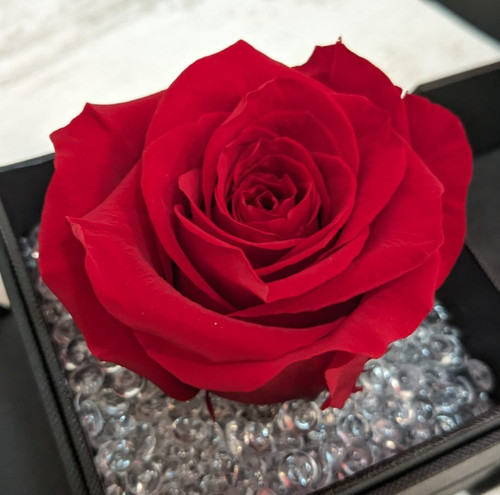 Rosa stabilizzata vera - rosa, rossa